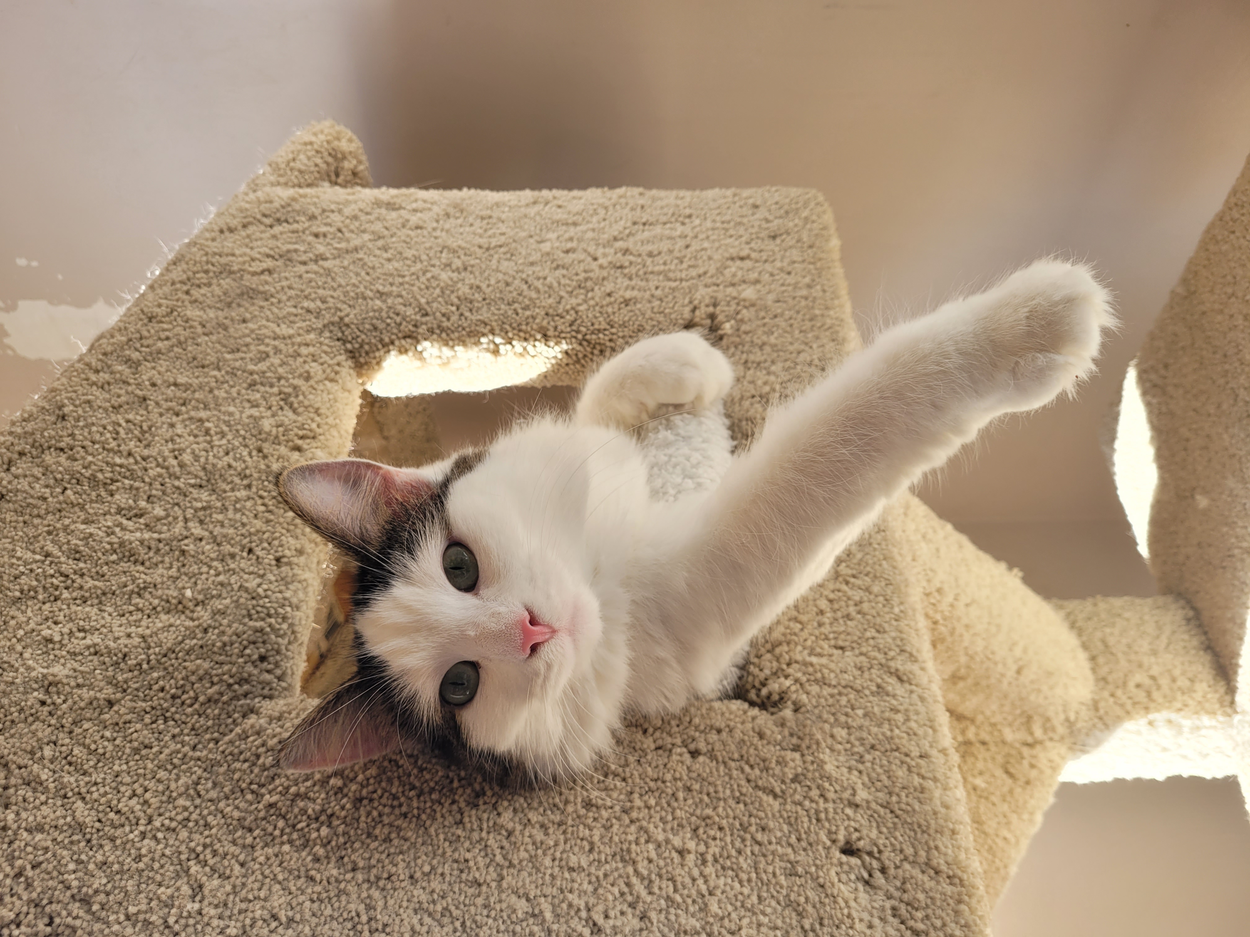 Dancer and Prancer, a Adoptable Domestic Long Hair in Waterdown, ON image 3/6