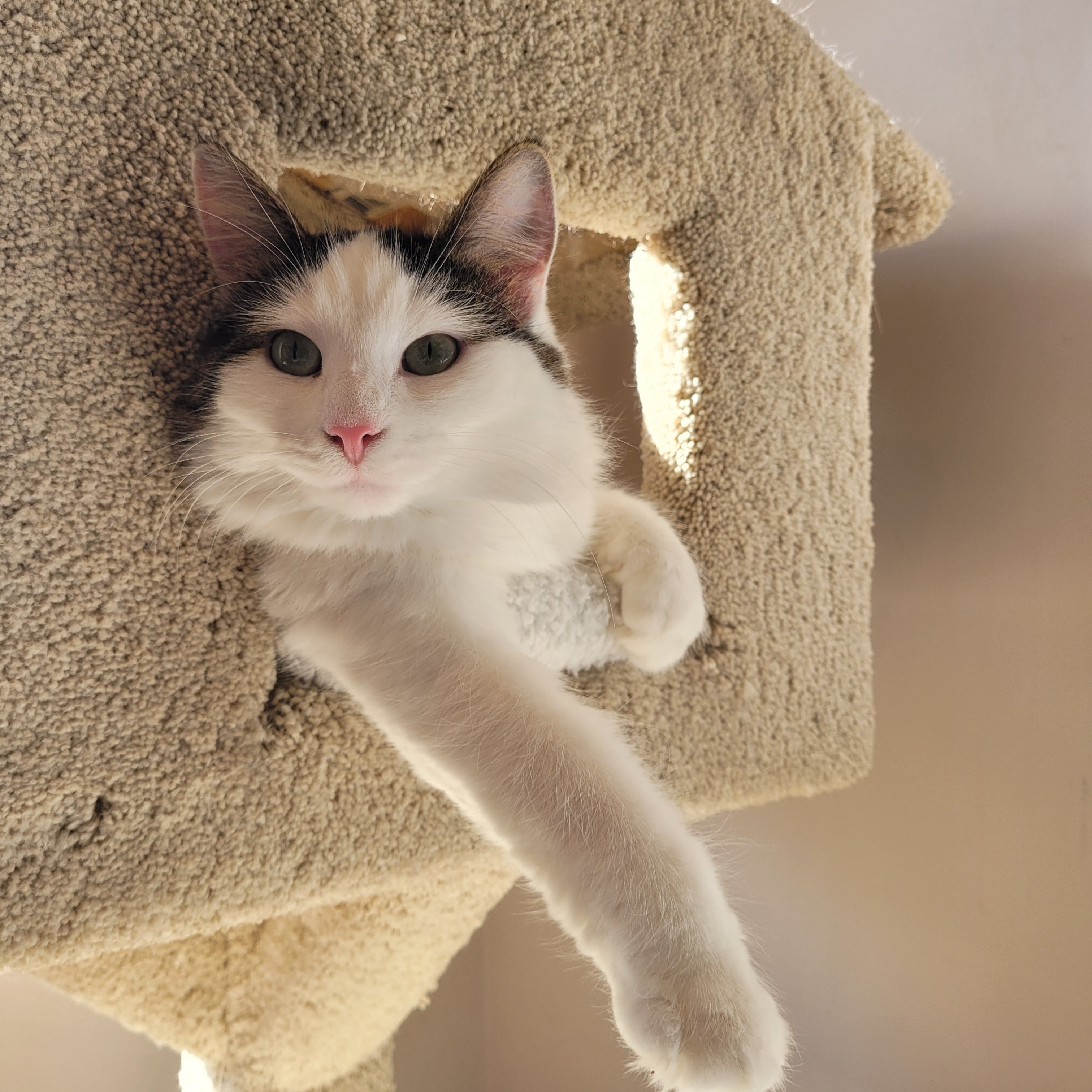 Dancer & Prancer ( Bonded Pair ), a Adoptable Domestic Long Hair in Waterdown, ON image 2/5