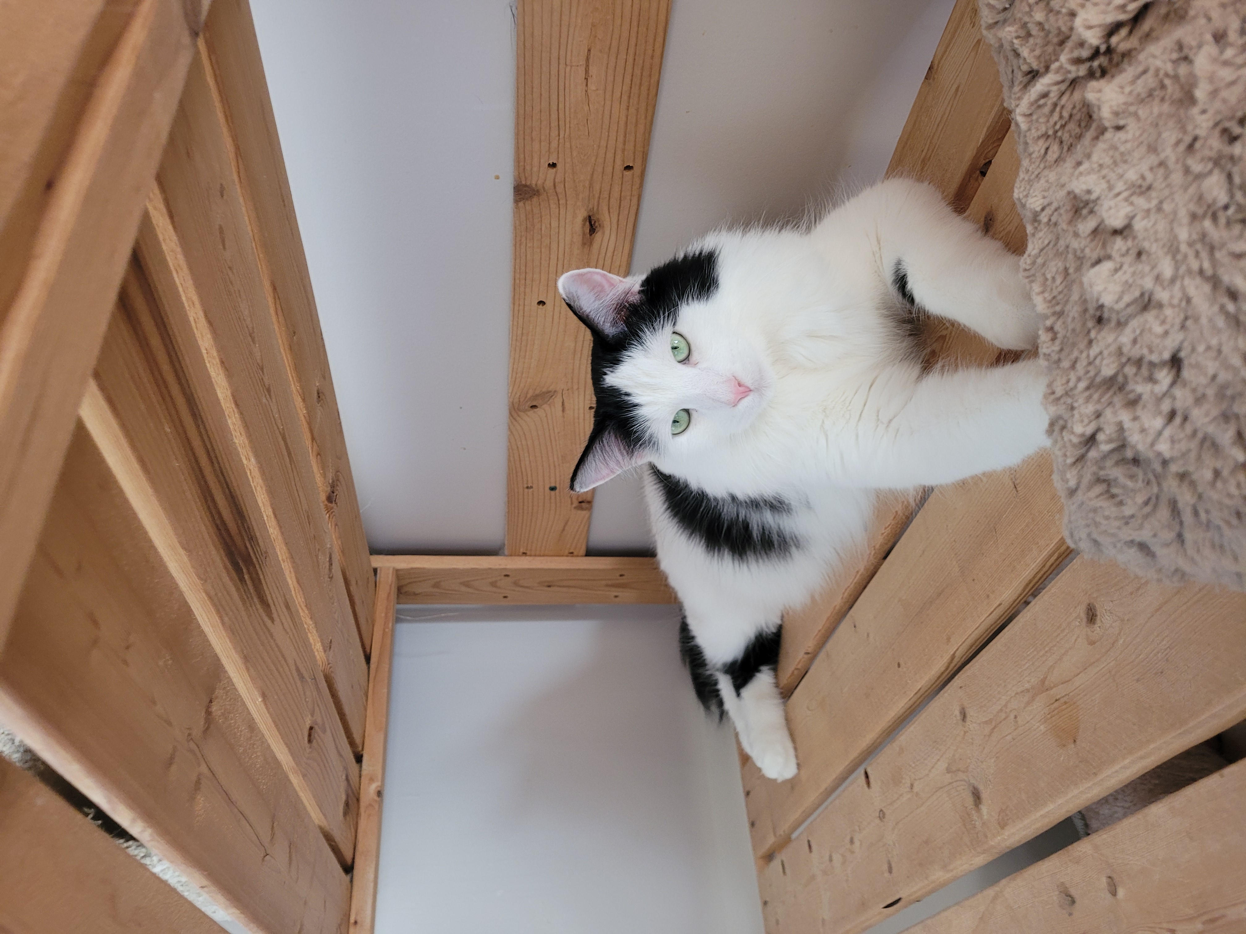 Dancer and Prancer, a Adoptable Domestic Long Hair in Waterdown, ON image 4/6