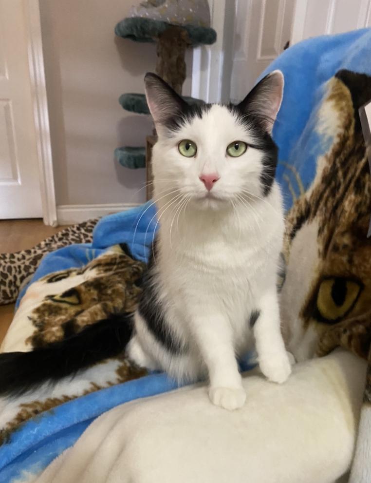 Dancer and Prancer, a Adoptable Domestic Long Hair in Waterdown, ON image 2/6