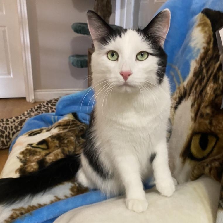 Dancer & Prancer ( Bonded Pair ), a Adoptable Domestic Long Hair in Waterdown, ON image 1/5