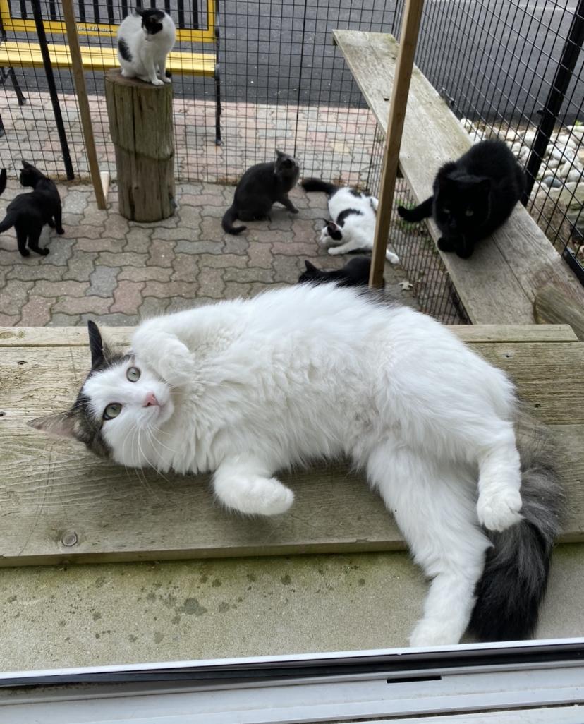 Dancer and Prancer, a Adoptable Domestic Long Hair in Waterdown, ON image 1/6