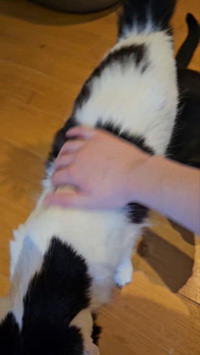 Enlarge Dancer and Prancer, a Adoptable Domestic Long Hair in Waterdown, ON video 5/5
