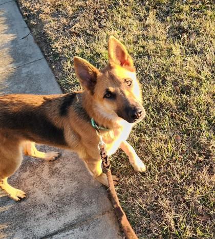 Enlarge Marla, a Adoptable mixed breed in Irving, TX image 1/3