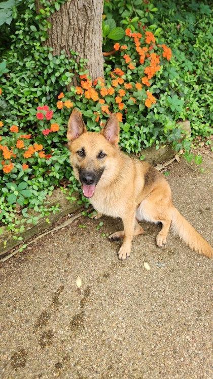 Enlarge Marla, a Adoptable mixed breed in Irving, TX image 1/3