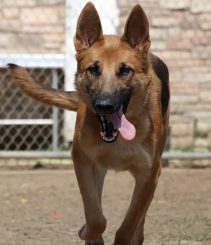 Enlarge Marla, a Adoptable mixed breed in Irving, TX image 2/3