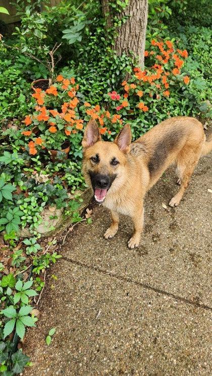 Enlarge Marla, a Adoptable mixed breed in Irving, TX image 3/3