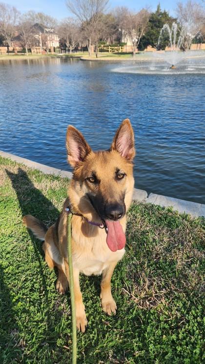 Enlarge Marla, a Adoptable mixed breed in Irving, TX image 3/3