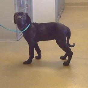Birdie, Adoptable, Young Female Mastiff & Mixed Breed.