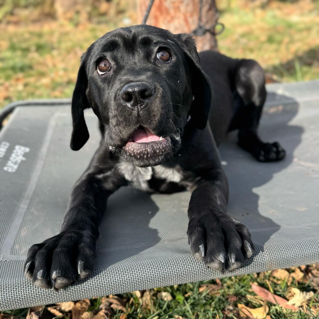 Birdie, a Adoptable mixed breed in Turlock, CA image 2/6