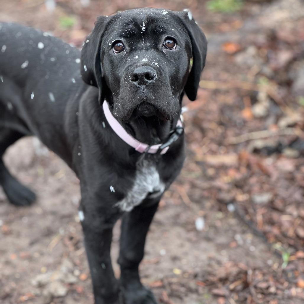 Birdie, a Adoptable mixed breed in Turlock, CA image 3/6