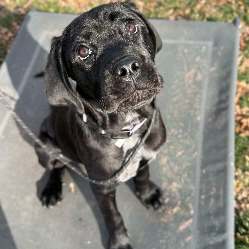 Birdie, a Adoptable mixed breed in Turlock, CA image 4/6