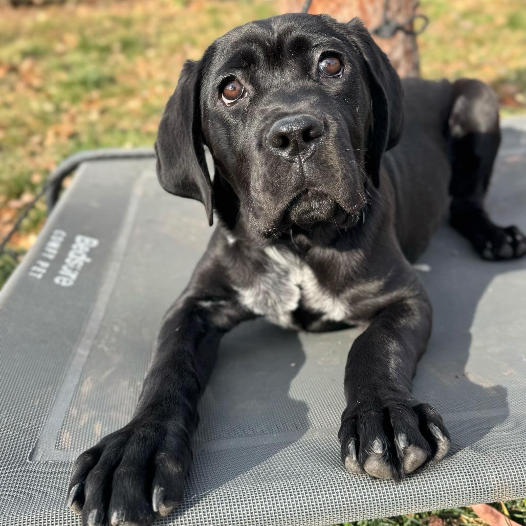 Birdie, a Adoptable mixed breed in Turlock, CA image 5/6