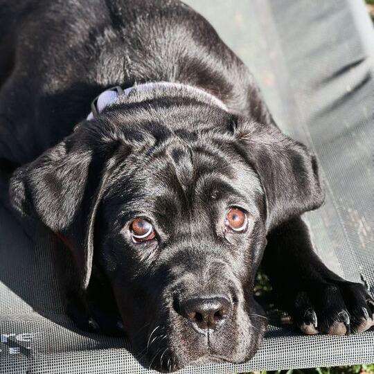 Birdie, a Adoptable mixed breed in Turlock, CA image 6/6