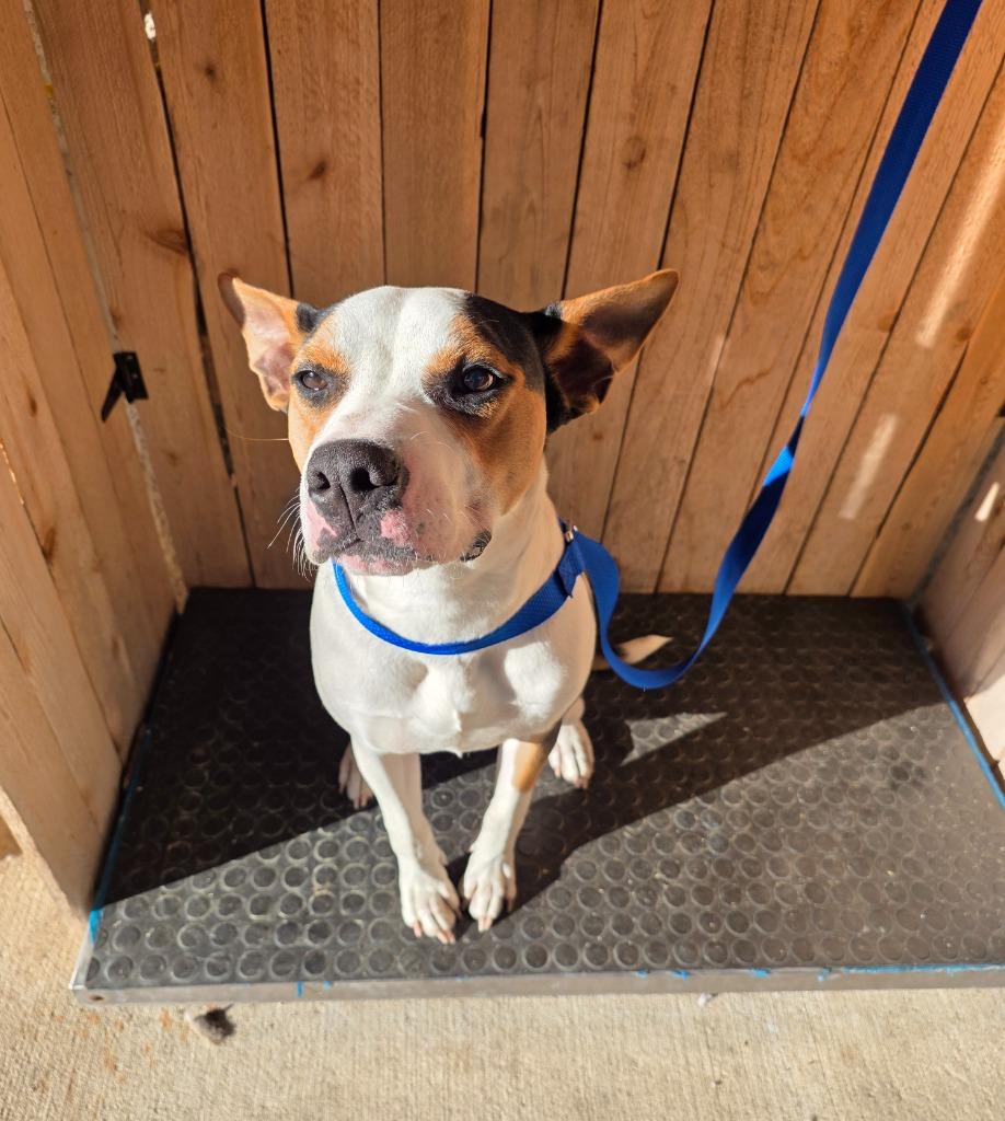 Enlarge Buddy, a Adoptable Hound in Missouri City, TX image 1/1