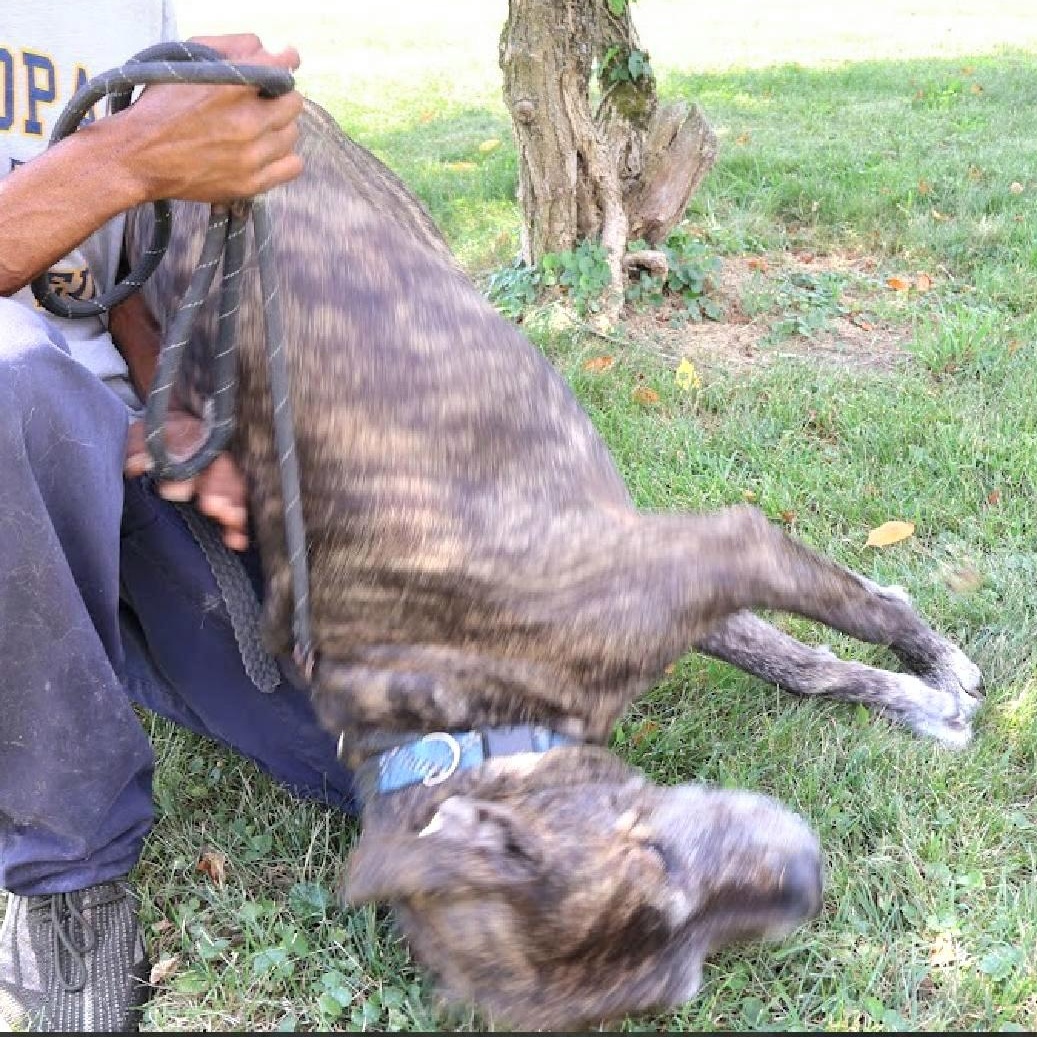 Enlarge LOUIE "In NY: Foster &/or Forever Home Needed!", a Adoptable mixed breed in New York, NY image 5/6