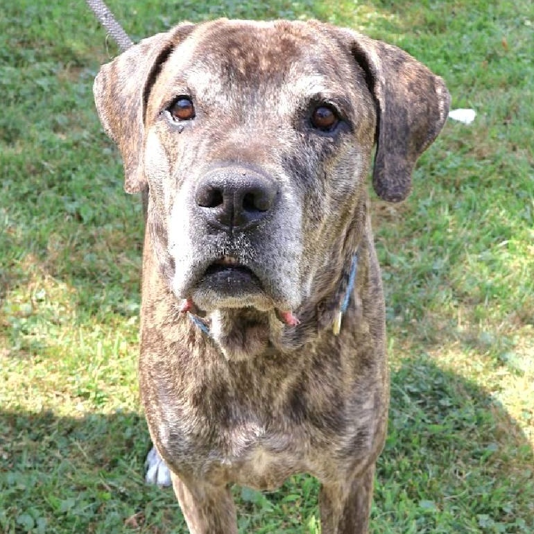 LOUIE "In NY: Foster &/or Forever Home Needed!", Adoptable, Adult Male Mastiff.