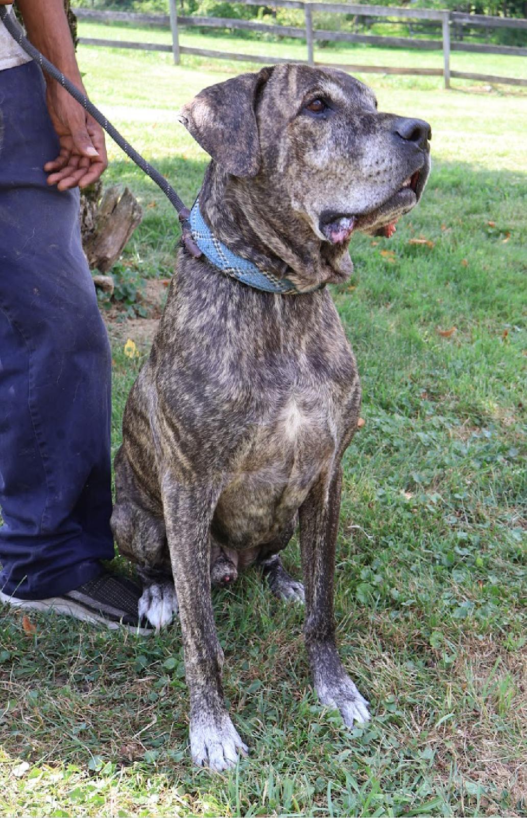 Enlarge LOUIE "In NY: Foster &/or Forever Home Needed!", a Adoptable mixed breed in New York, NY image 4/6