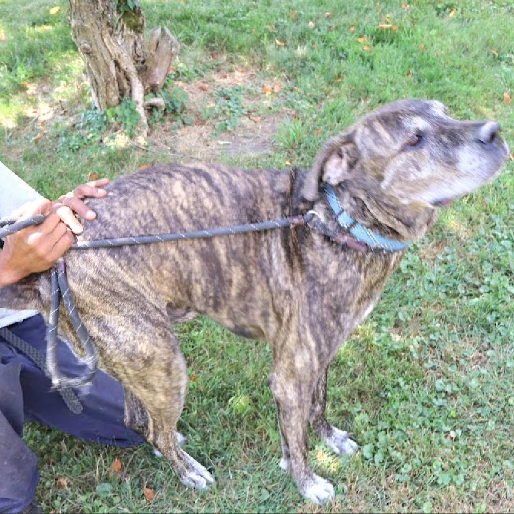 Enlarge LOUIE "In NY: Foster &/or Forever Home Needed!", a Adoptable mixed breed in New York, NY image 3/6