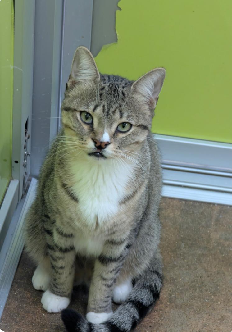 Enlarge Willy (A man/cat’s best friend), a Adoptable Domestic Short Hair in Houston, TX image 5/6