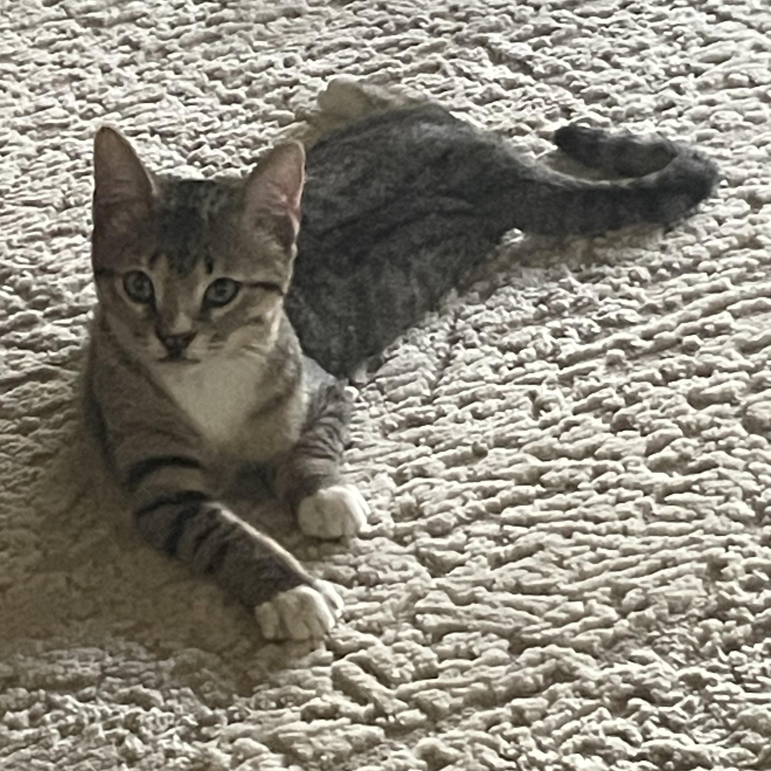 Willy, a Adoptable Domestic Short Hair in Houston, TX image 4/5