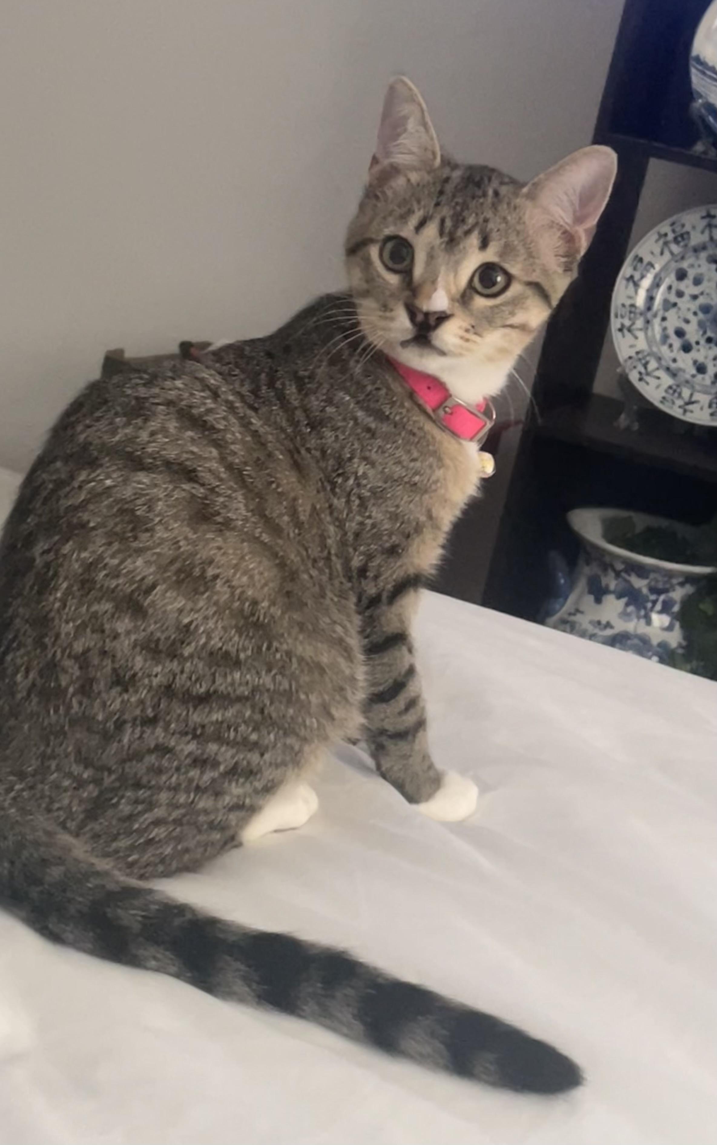 Willy, a Adoptable Domestic Short Hair in Houston, TX image 2/5