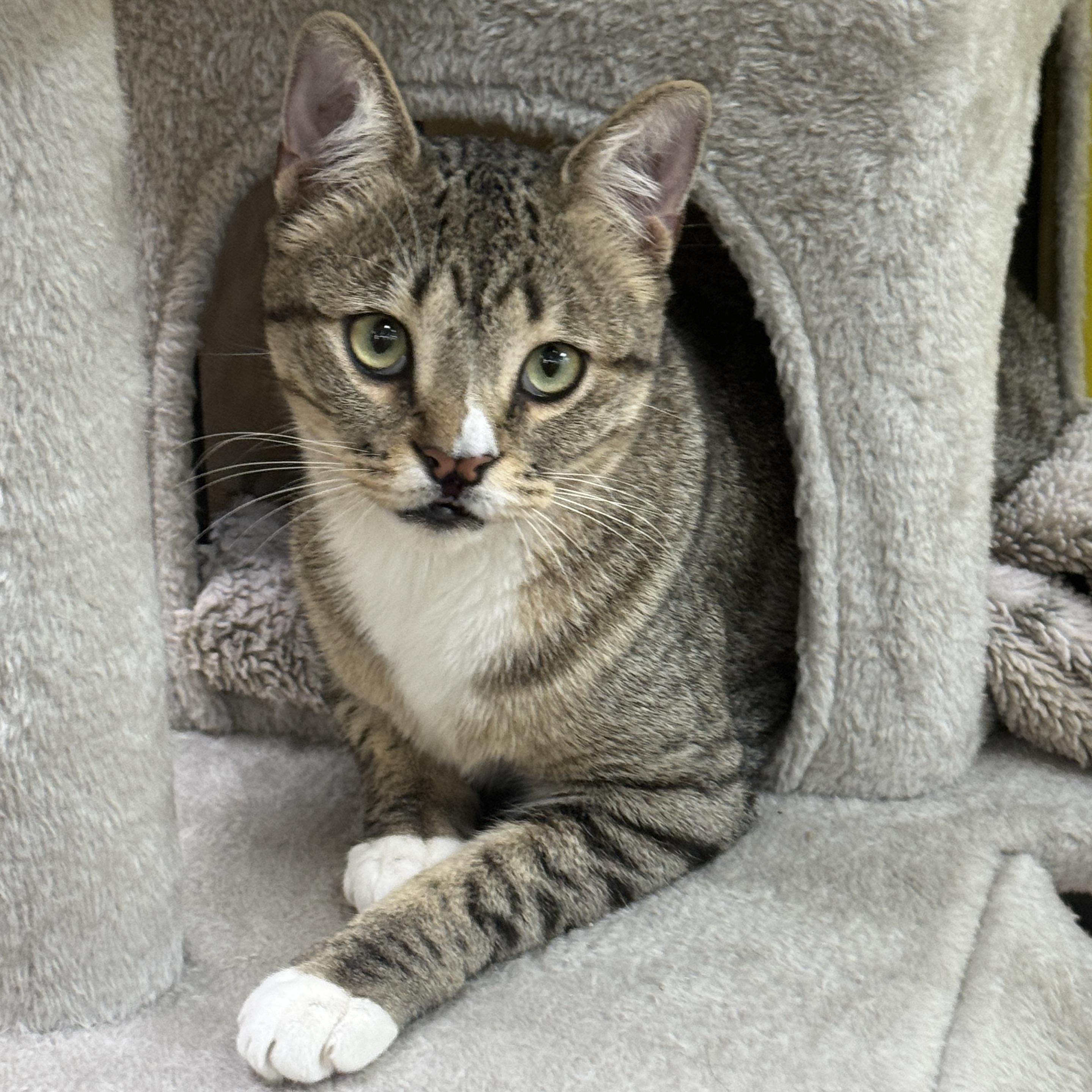 Willy (A man/cat’s best friend), a Adoptable Domestic Short Hair in Houston, TX image 6/6