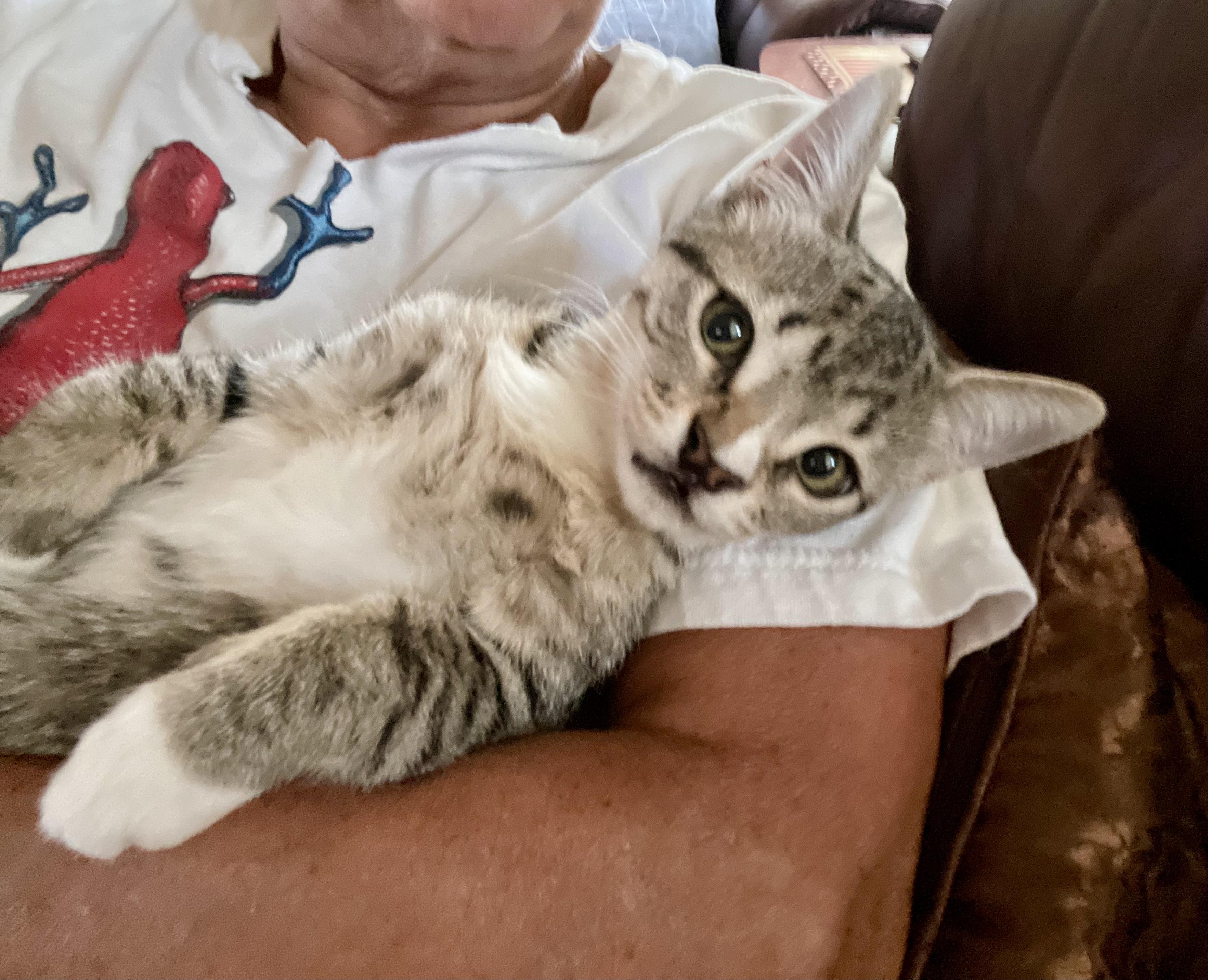 Willy, a Adoptable Domestic Short Hair in Houston, TX image 3/5