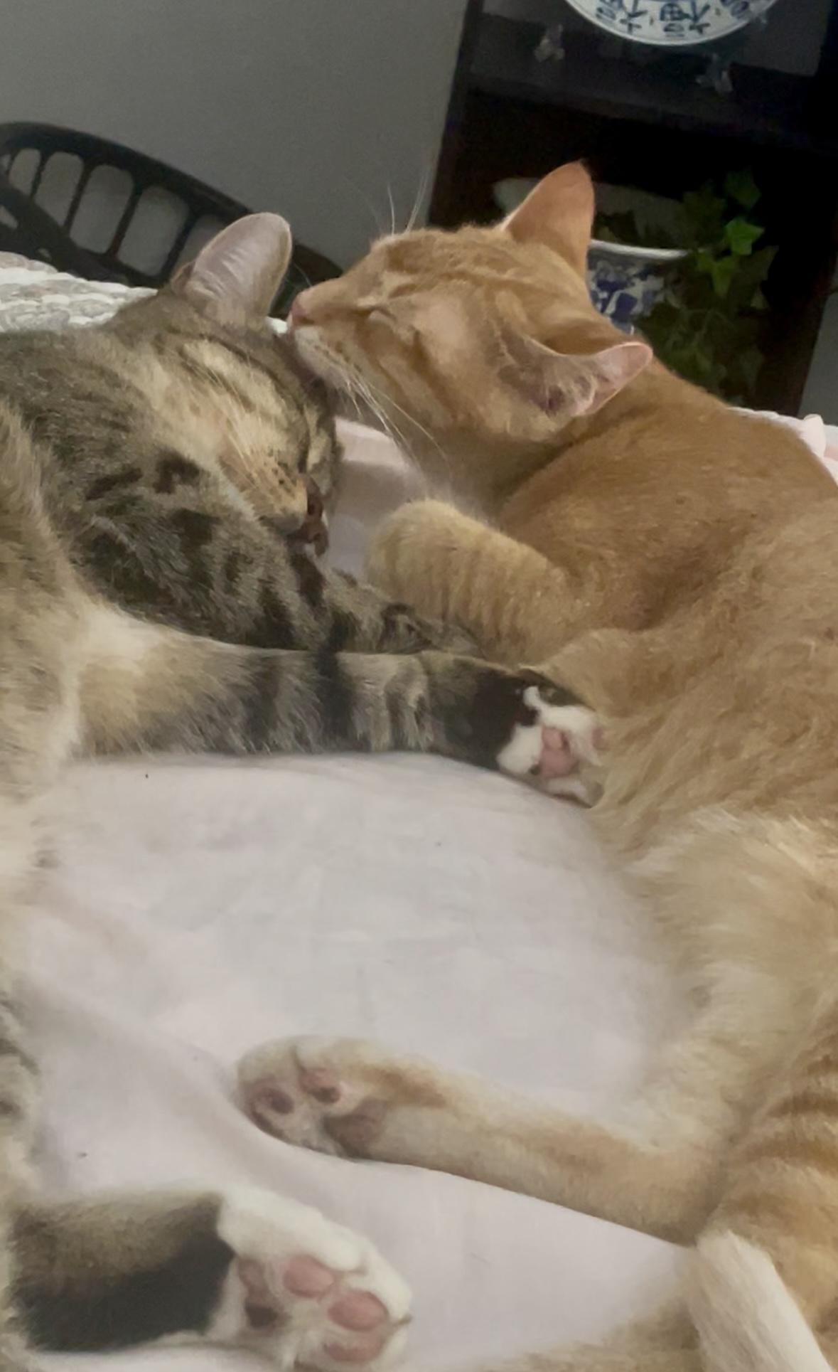 Enlarge Willy (A man/cat’s best friend), a Adoptable Domestic Short Hair in Houston, TX image 1/6