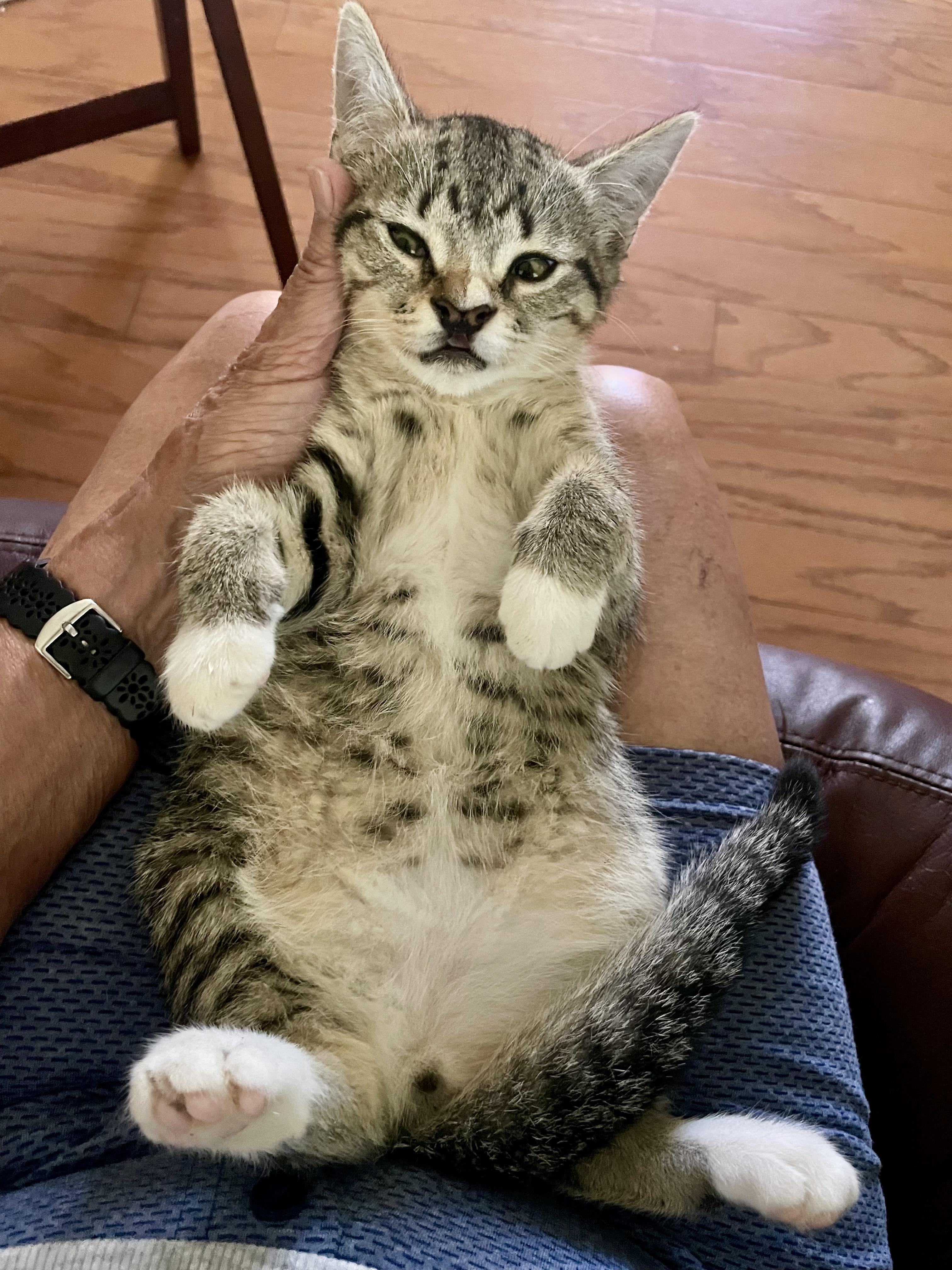 Willy, a Adoptable Domestic Short Hair in Houston, TX image 5/5