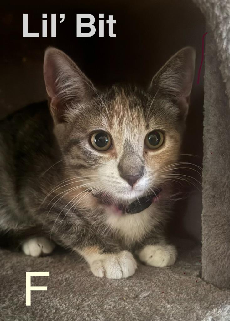 Enlarge Lil Bit, a Adoptable mixed breed in Darien, GA image 1/1
