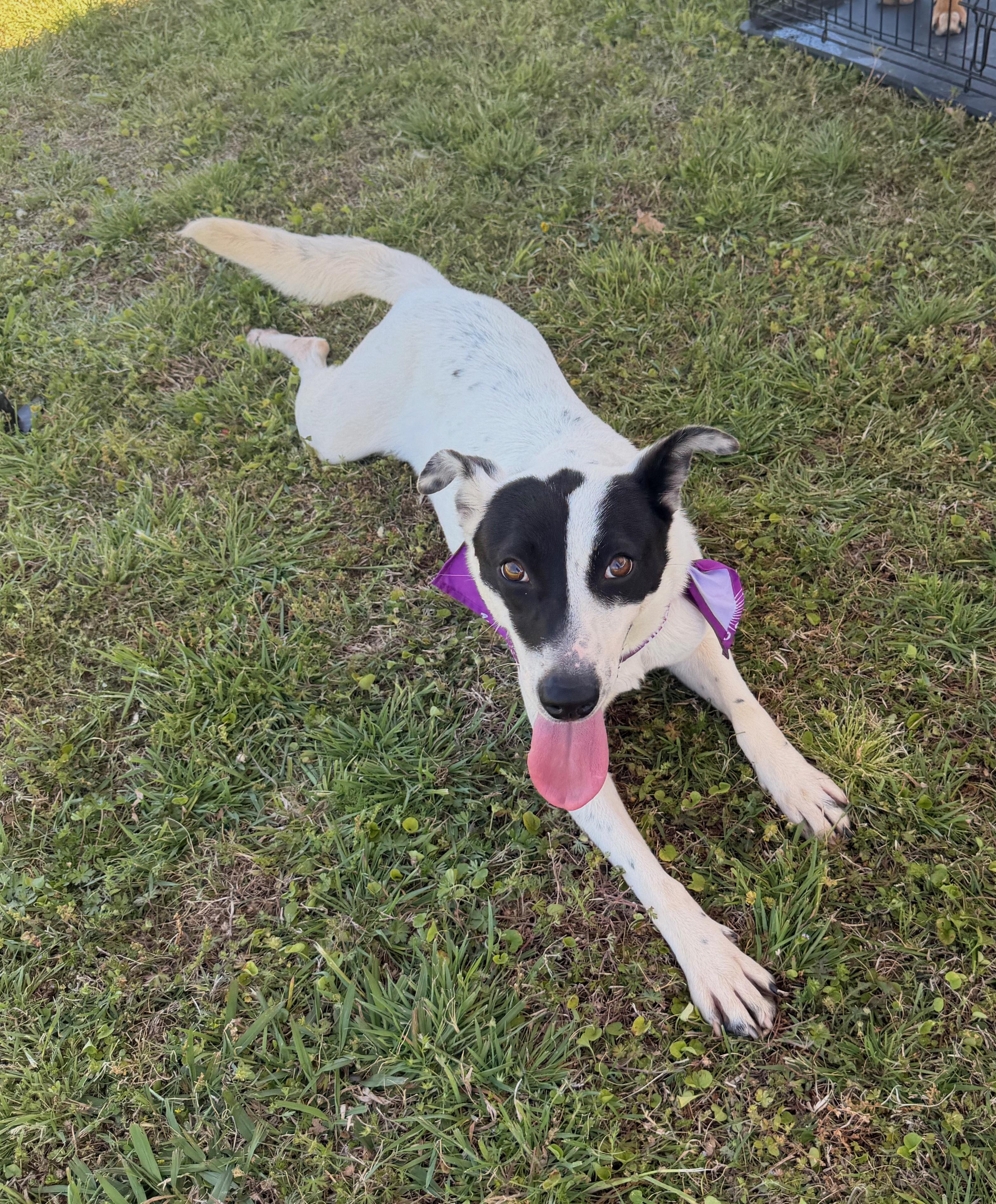 Kooper, a ADOPTABLE mixed breed in Pilot Point, TX image 3/5