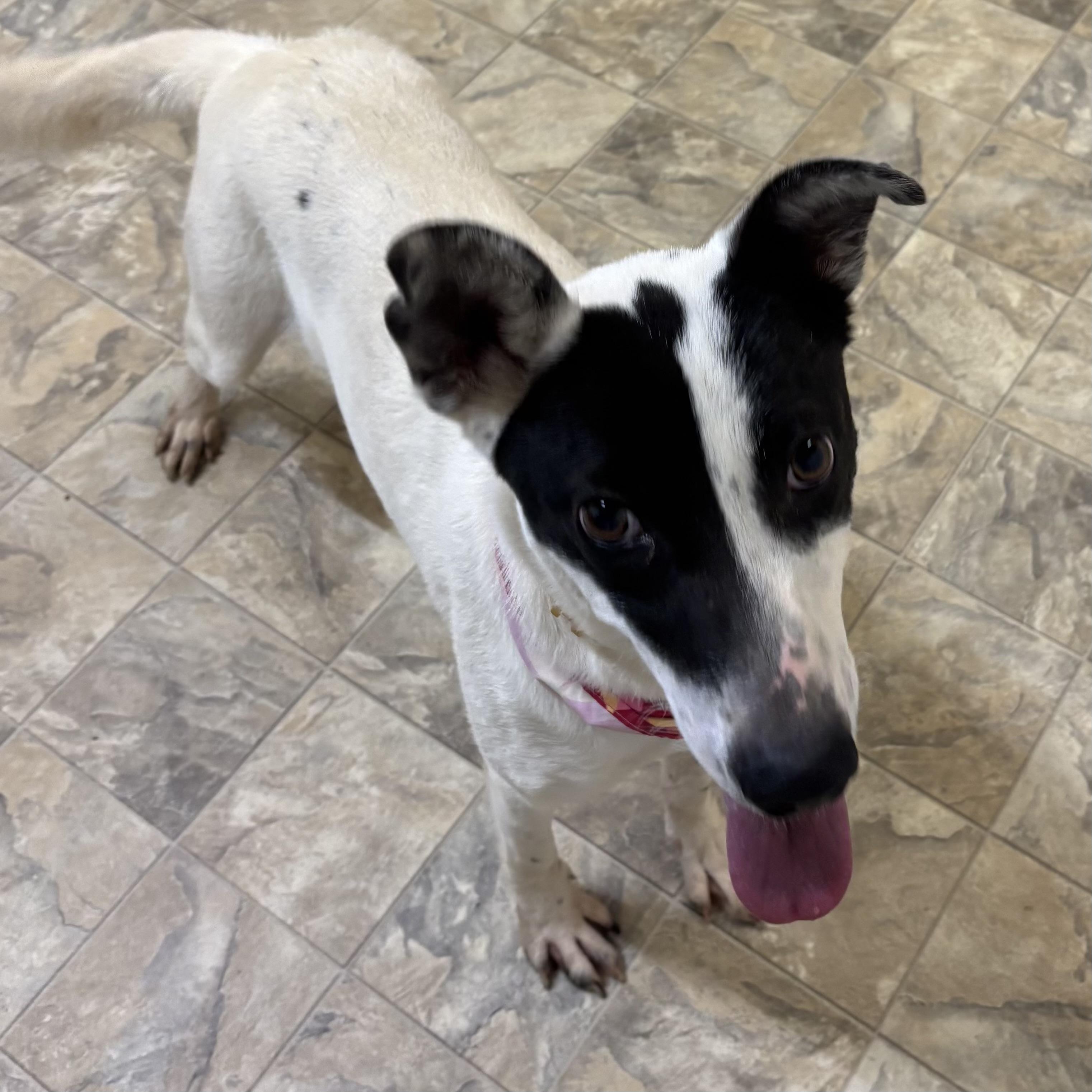 Kooper, a ADOPTABLE mixed breed in Pilot Point, TX image 2/5