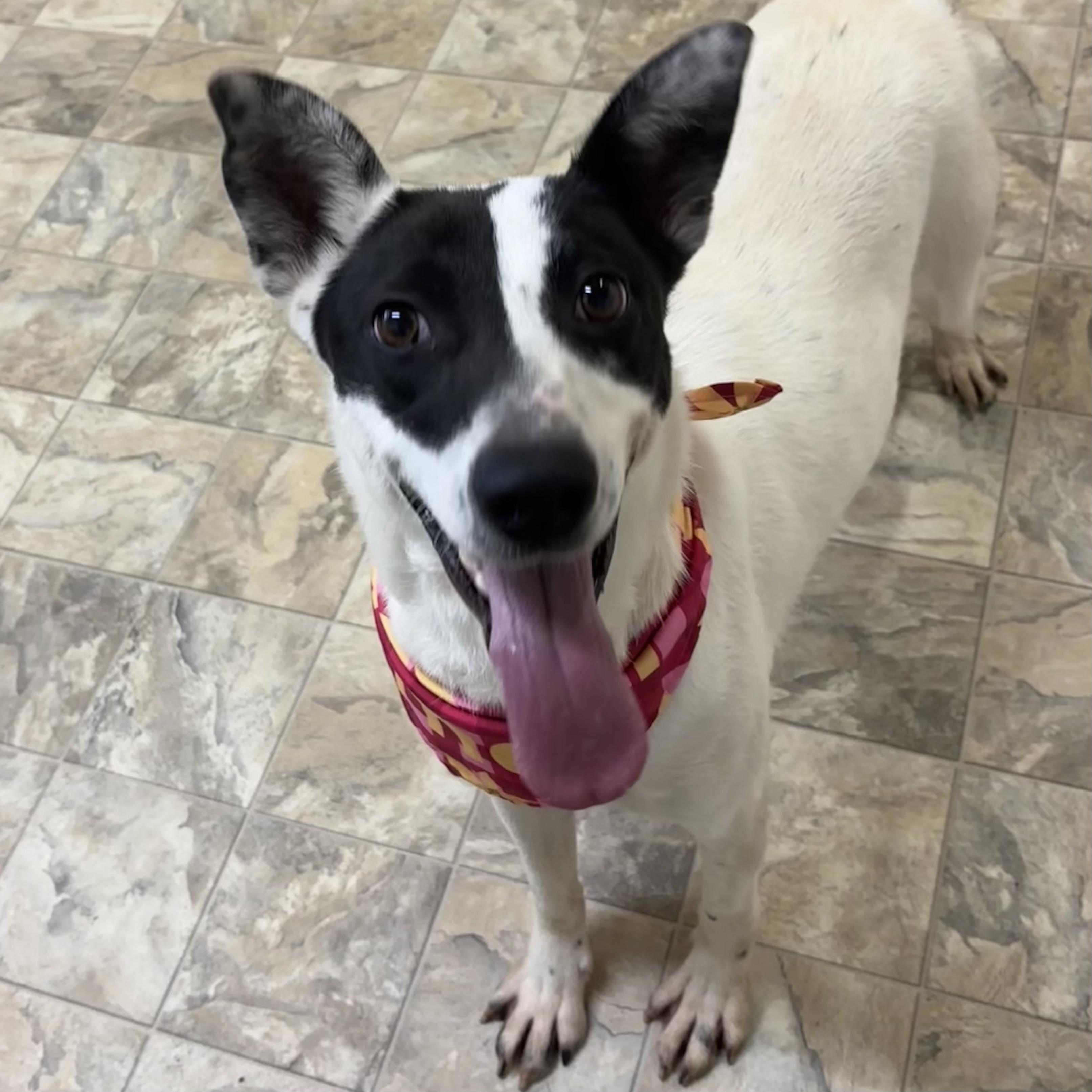 Kooper, a ADOPTABLE mixed breed in Pilot Point, TX image 1/5