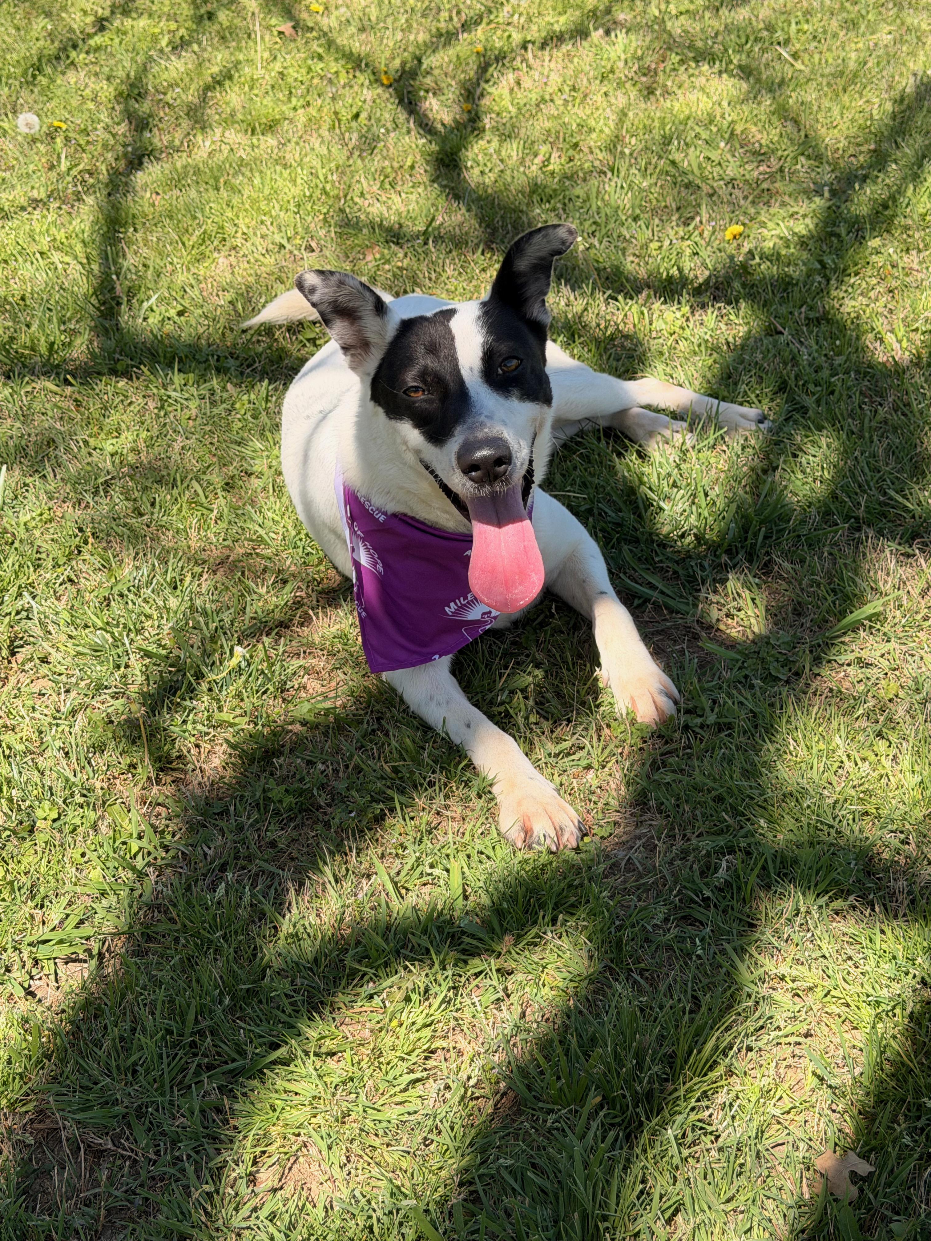 Kooper, a ADOPTABLE mixed breed in Pilot Point, TX image 4/5