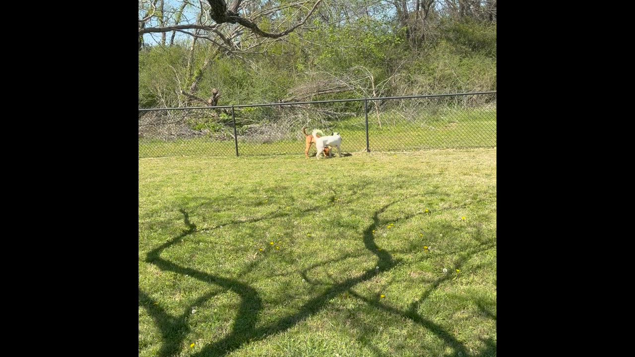 Enlarge Kooper, a ADOPTABLE mixed breed in Pilot Point, TX video 5/5