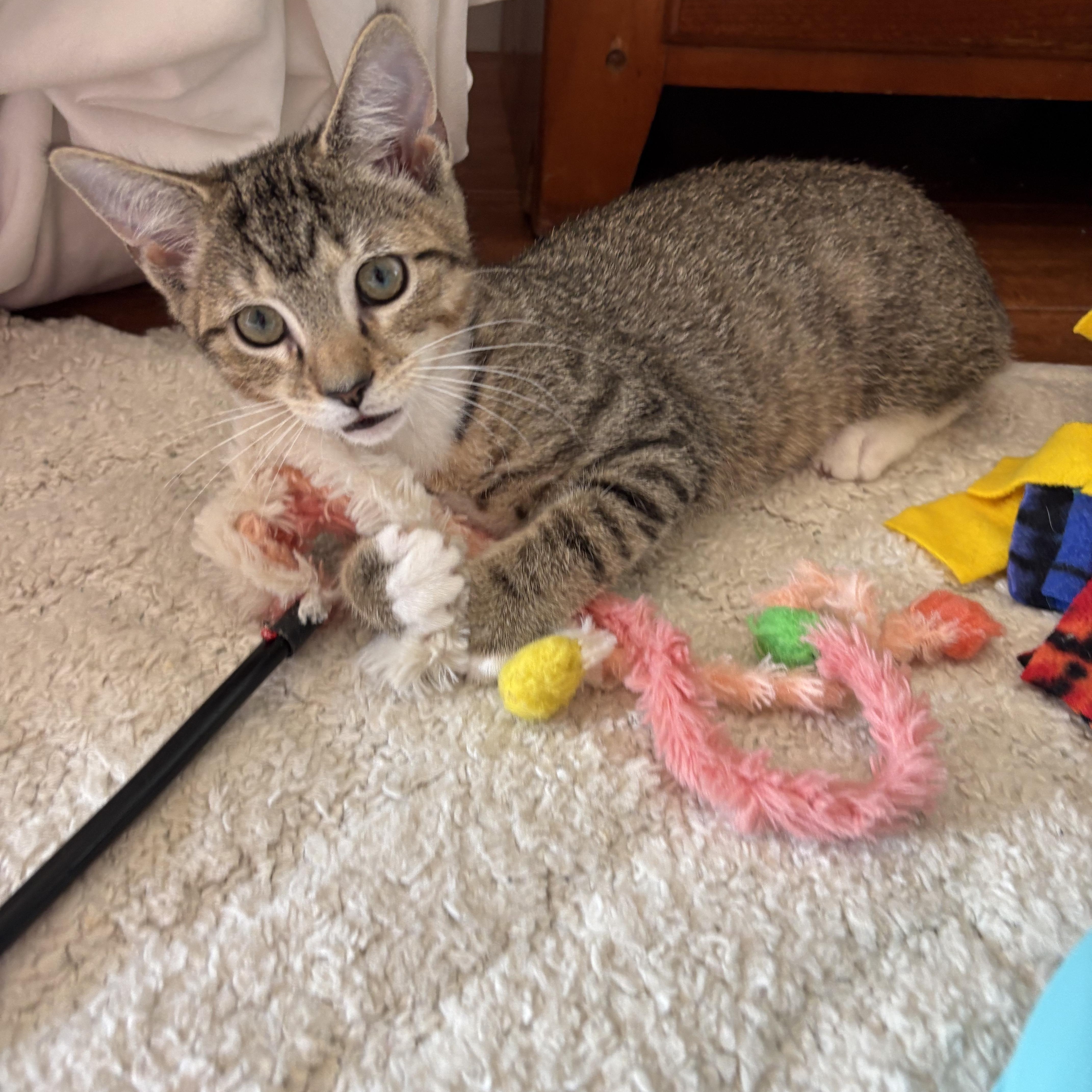Latte, ADOPTABLE, Kitten Female Tabby.