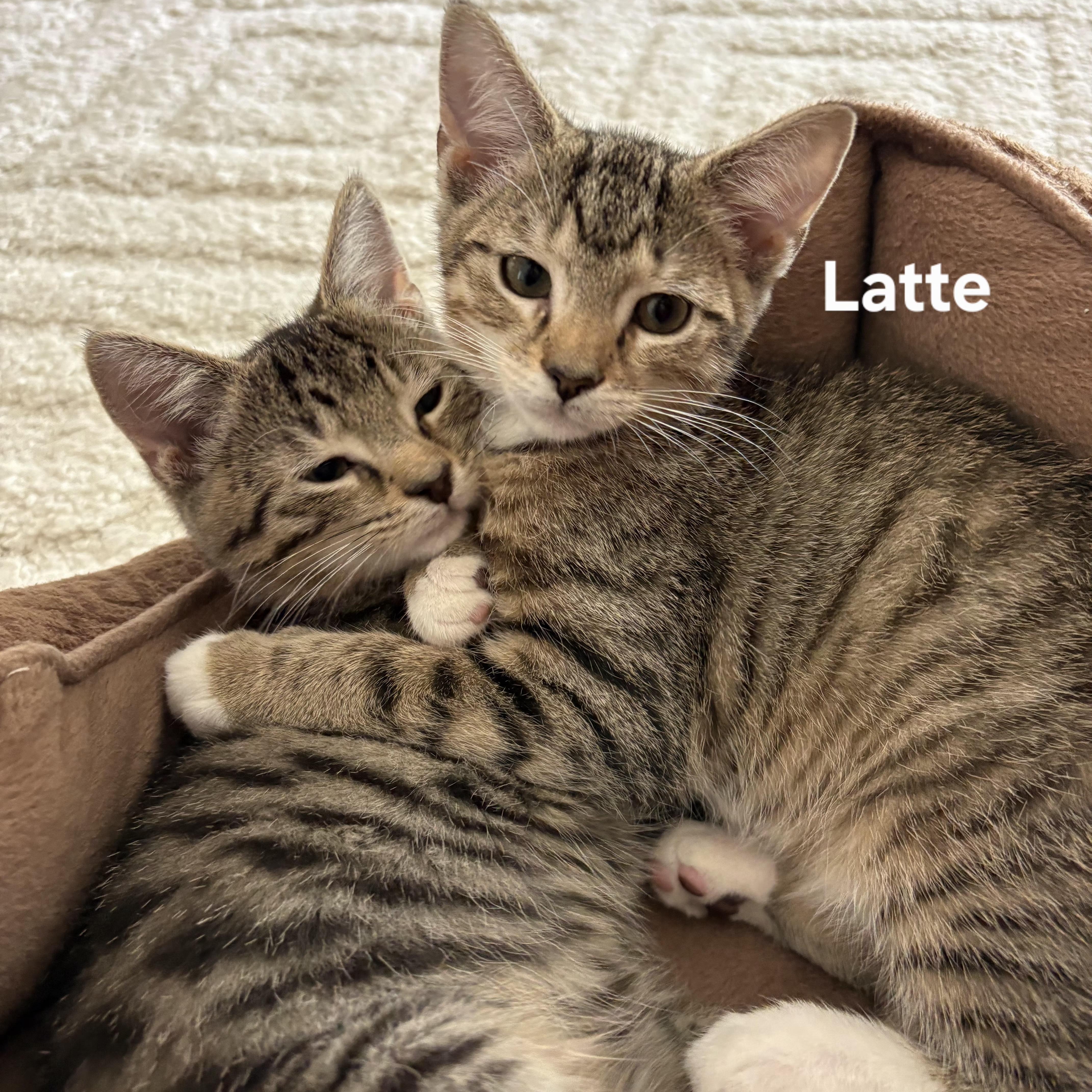 Latte, a ADOPTABLE mixed breed in South Park, PA image 2/4