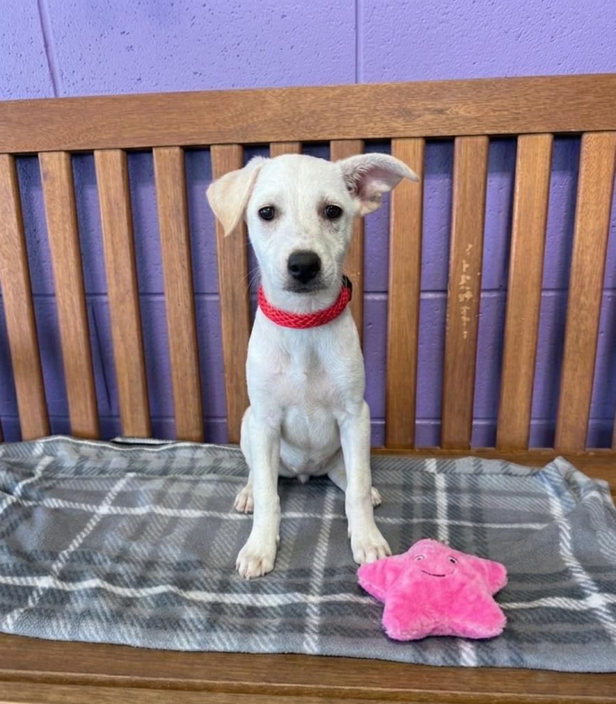 **LORI**, Adoptable, Puppy Female Labrador Retriever & Terrier.