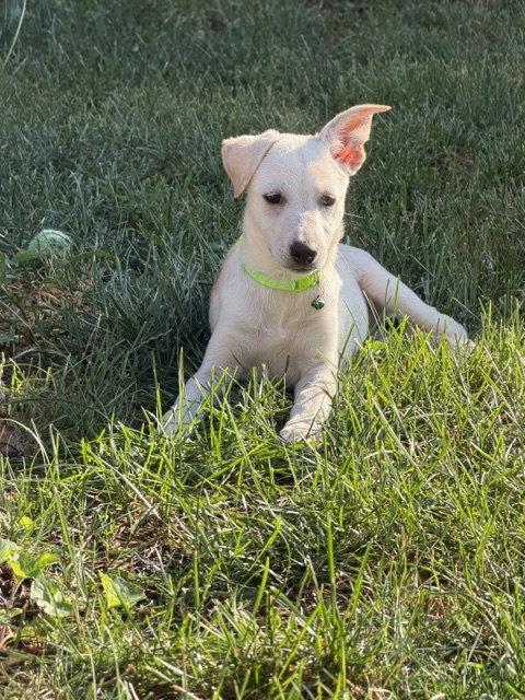 Enlarge **LORI**, a Adoptable mixed breed in North Prairie, WI image 1/3