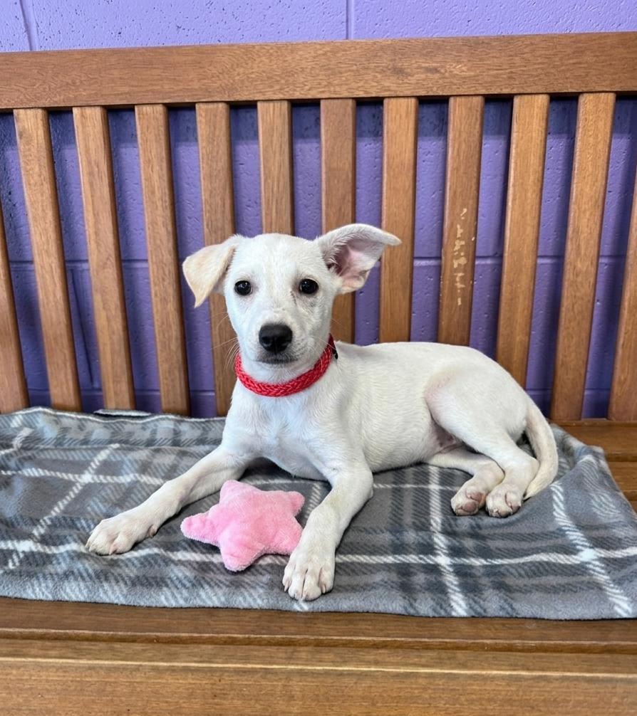 **LORI**, Adoptable, Puppy Female Labrador Retriever & Terrier.
