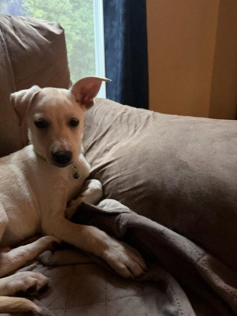 Enlarge **LORI**, a Adoptable mixed breed in North Prairie, WI image 2/3