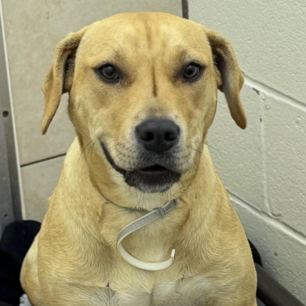 Beignet, ADOPTABLE, Young Female Labrador Retriever.