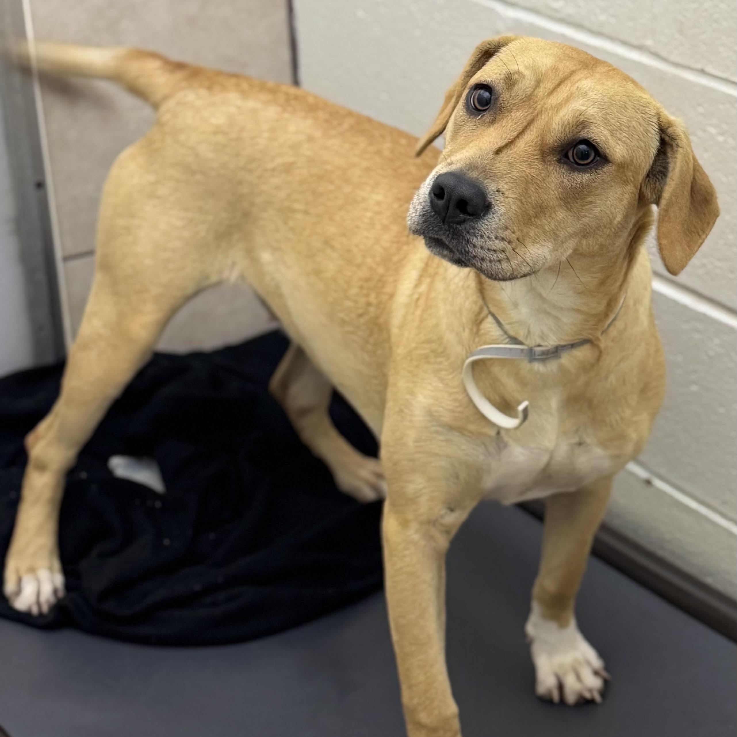 Beignet, a ADOPTABLE mixed breed in Water Valley, MS image 2/2