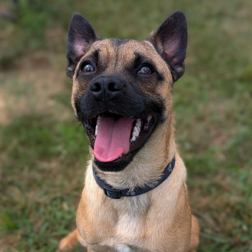 Bear, Adoptable, Adult Male Pug.