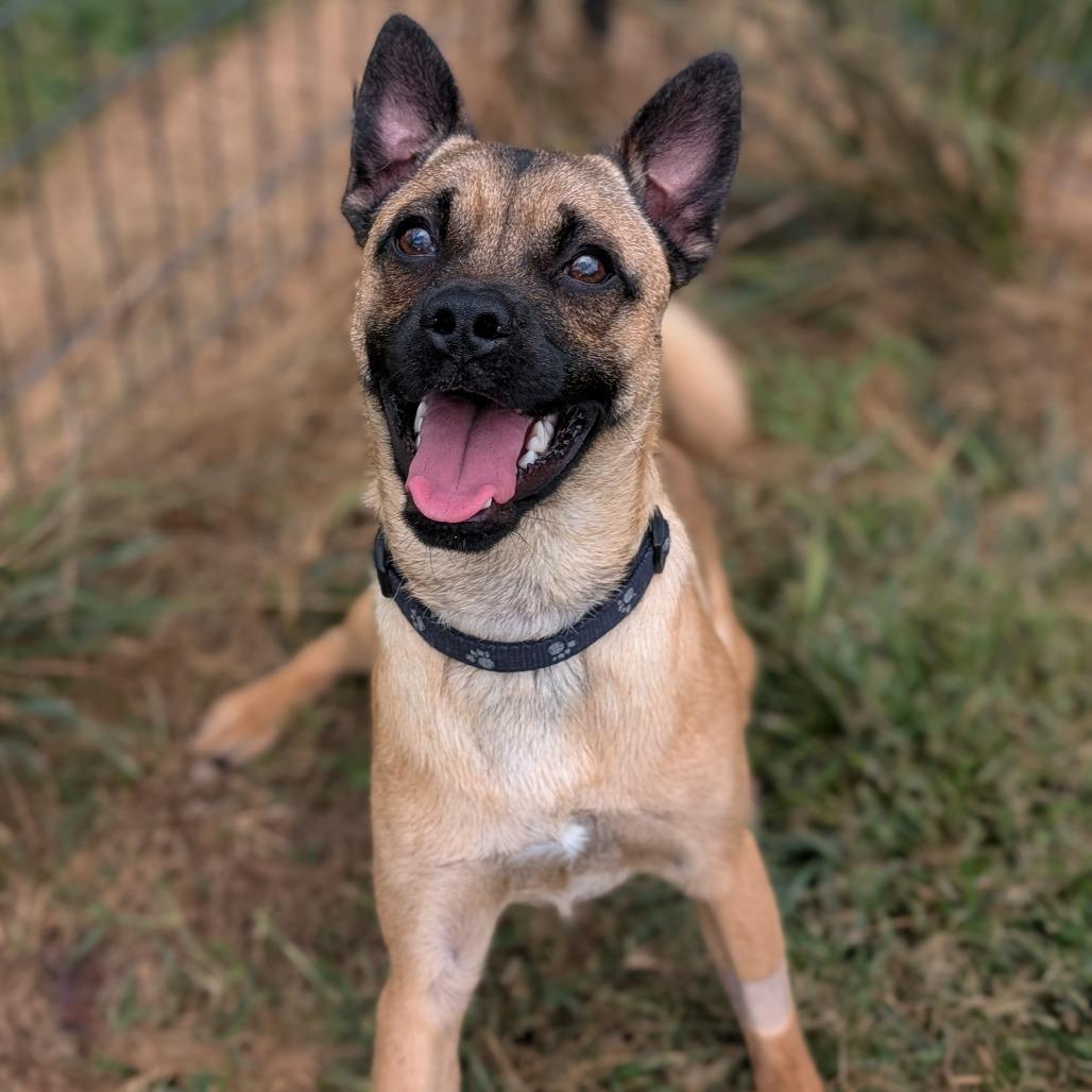 Bear, a Adoptable Pug in Waynesboro, PA image 2/4