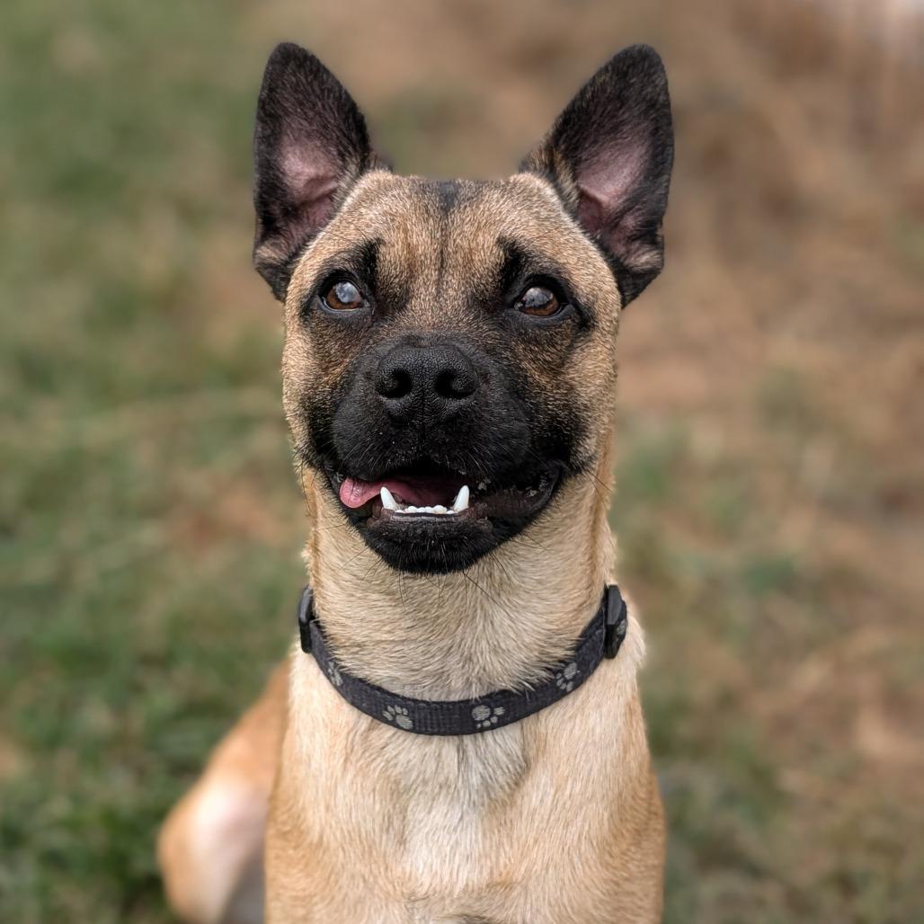 Bear, a Adoptable Pug in Waynesboro, PA image 3/4
