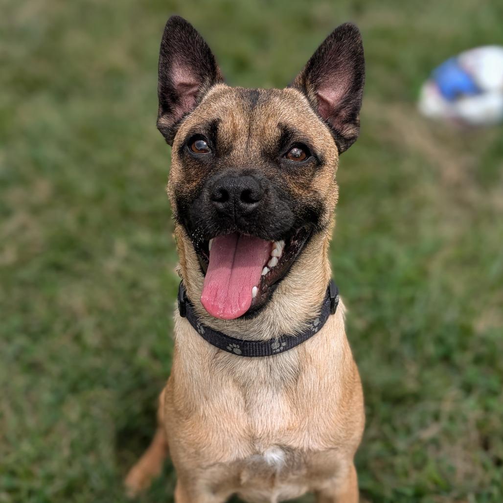 Bear, a Adoptable Pug in Waynesboro, PA image 4/4