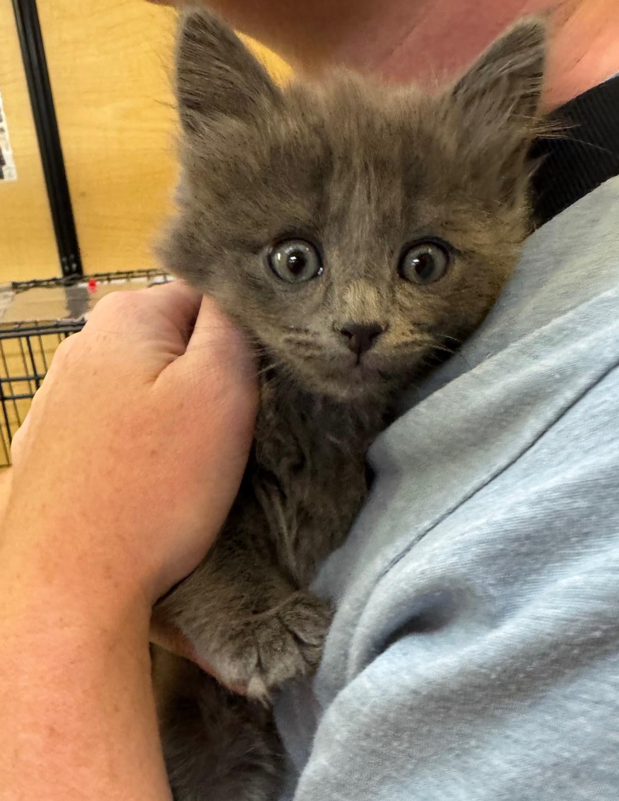 Tumbleweed, adopted, Kitten Male Domestic Medium Hair.