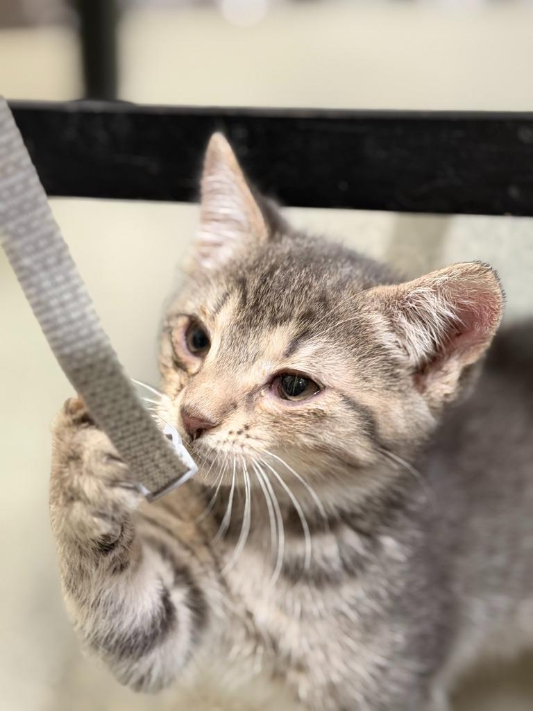 Enlarge ZEUS, a Adoptable mixed breed in Algona, IA image 1/3